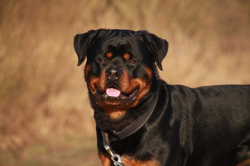 old rottweiler