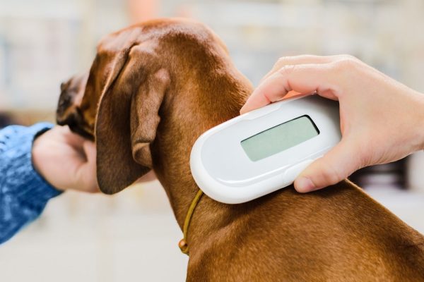 Veterinarian checking microchip