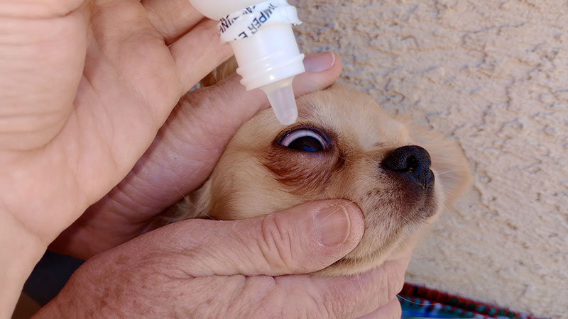 one easy care ophthalmic solution eyedrop