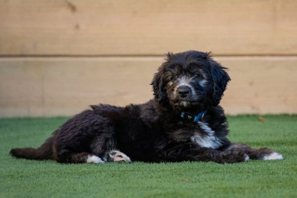 oodle puppy sitting on the grass