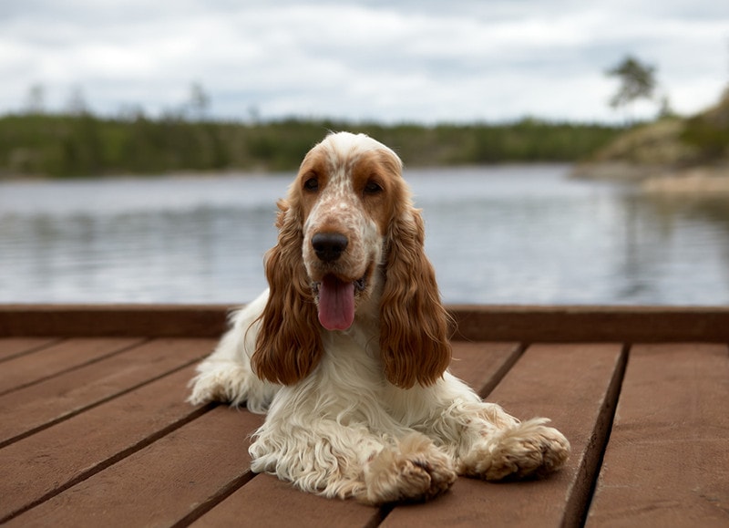 orange roan cocker spaniel