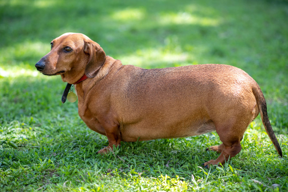 overweight dachshund dog standing on grass