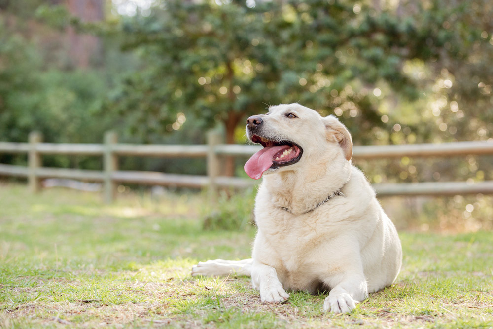 overweight labrador retriever dog lying at the park