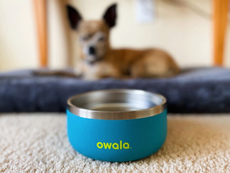 owala pet bowl