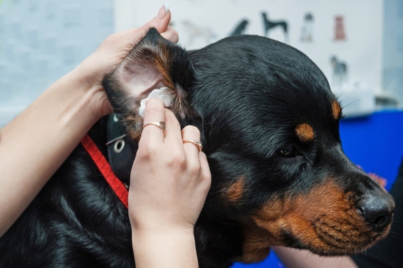 owner cleaning his dog ears