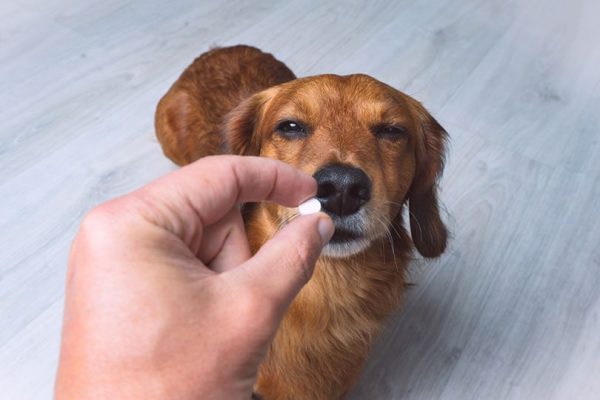 owner giving medicine tablet to his sick dog