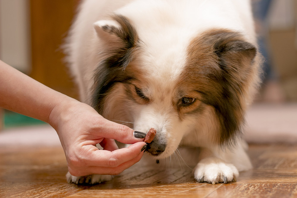 owner giving treat or medicine to dog