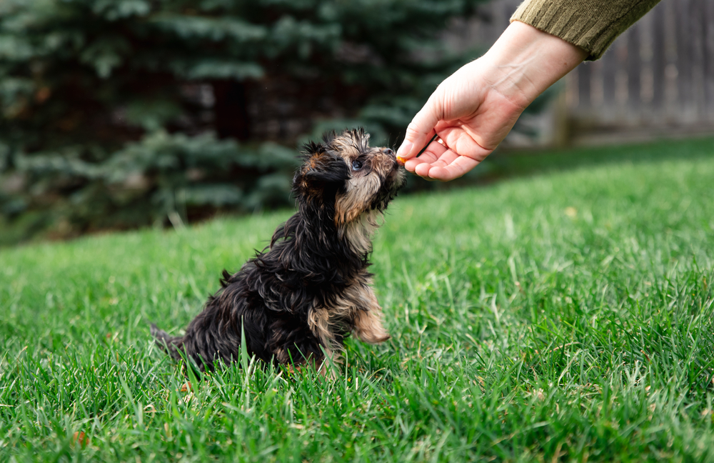 owner giving treats to morkie puppy