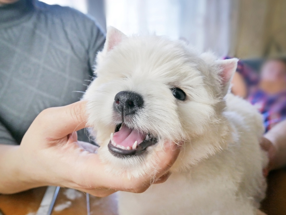 owner holding the jaw of west highland terrier puppy