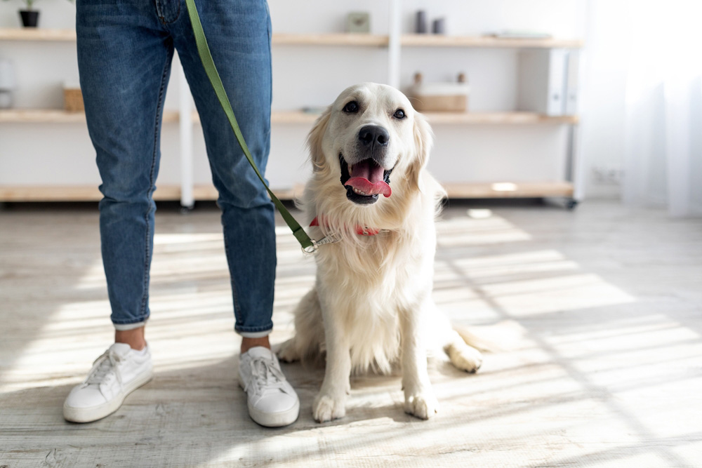 owner holding the leash of golden retriever dog at home