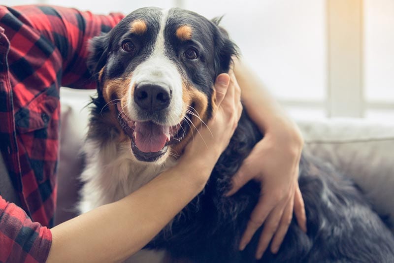 owner hugging his dog