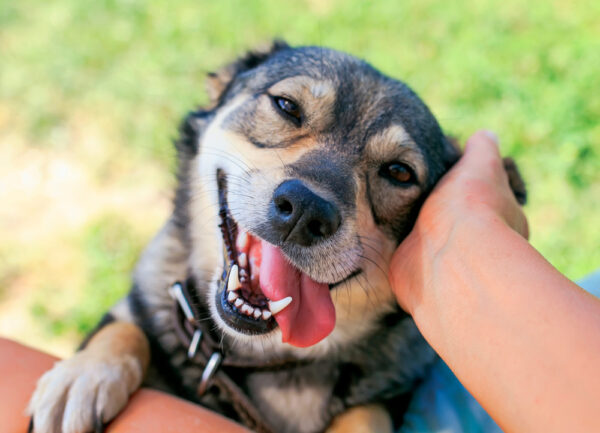 owner petting happy dog