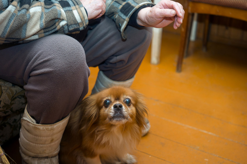 owner sitting on couch with blind dog on the floor
