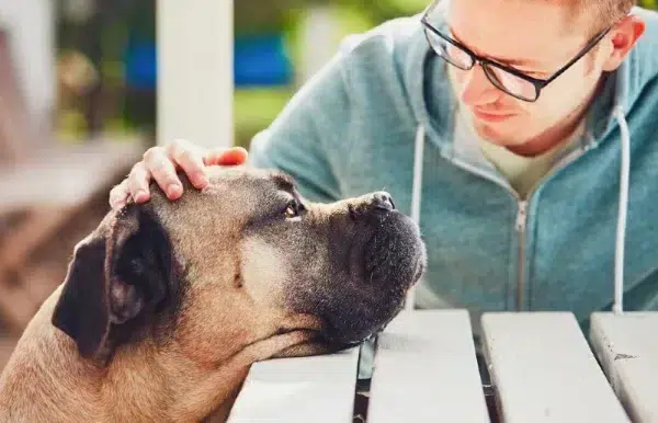 owner stroking the head of a cane corso dog