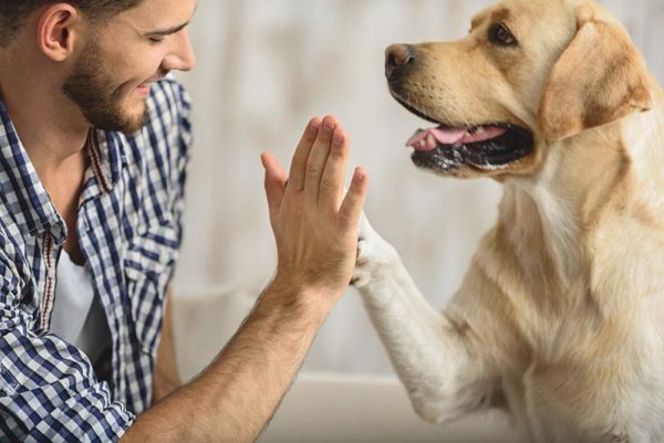 owner teaching dog a high five