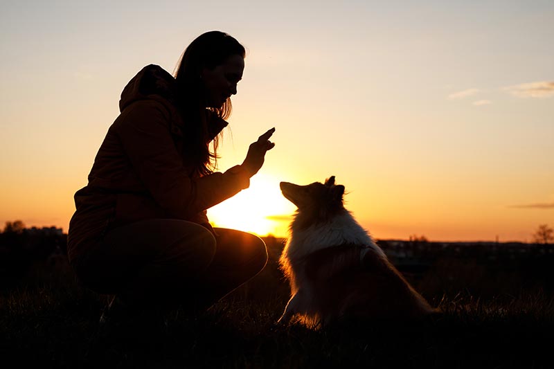 owner training a dog