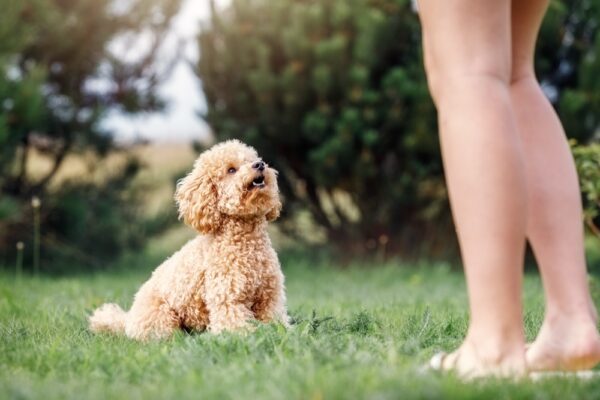 owner training pet poodle outdoors