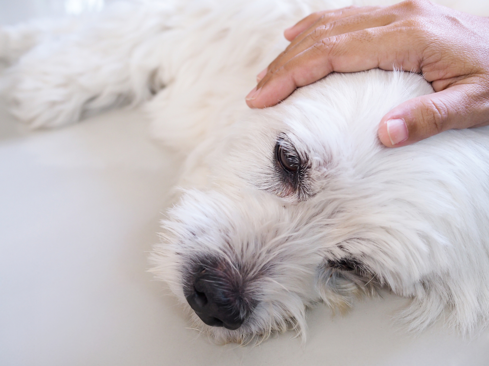 owner used hand massage on white dog