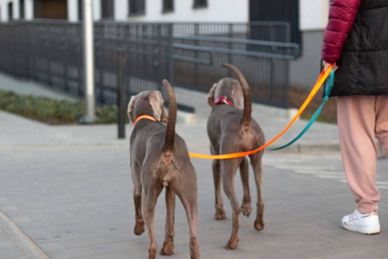 owner-walking-with-his-two-weimaraner-dogs-in-a-leash-teaching-them-how-to-heel