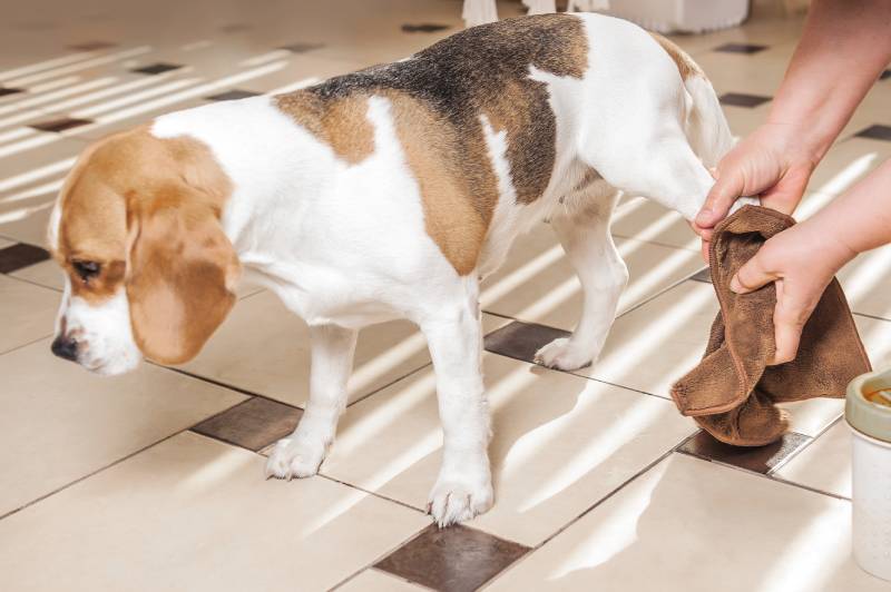 owner wipes the wet paws of a beagle dog with a rag