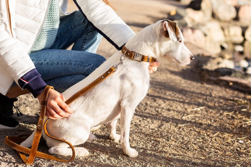 owner with his dog wearing a collar