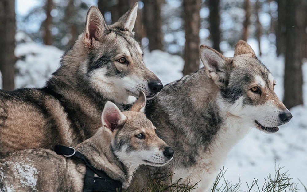 Czechoslovakian Wolfdog