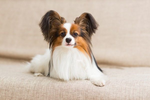 Papillon stand at attention