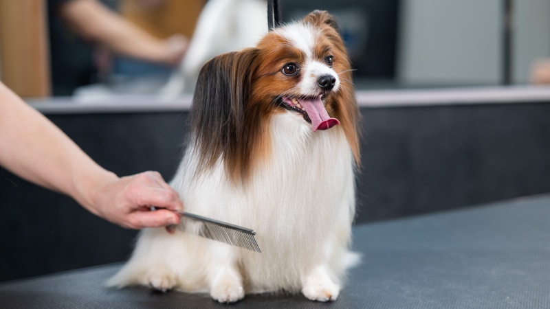 papillon dog grooming