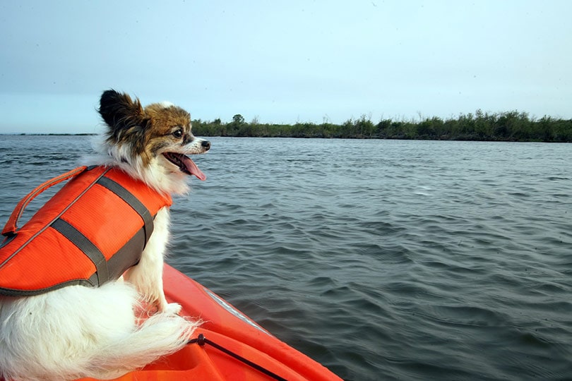 papillon dog on an orange kayak
