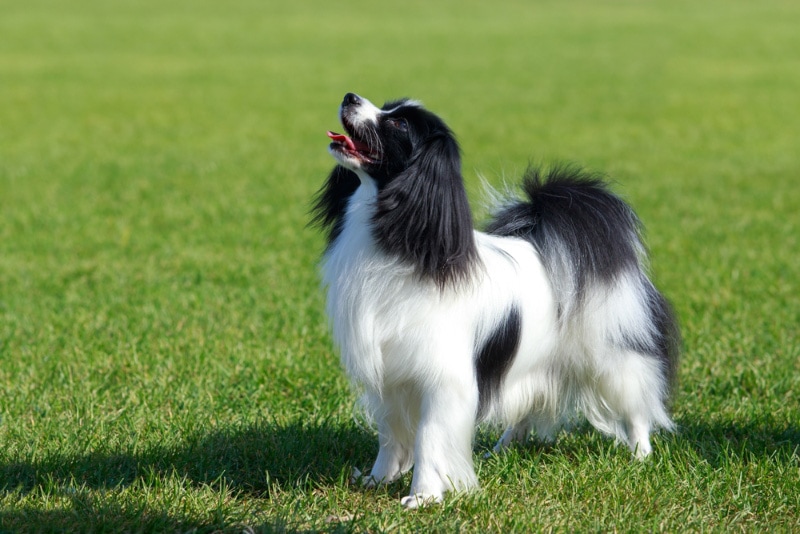 papillon dog standing on grass