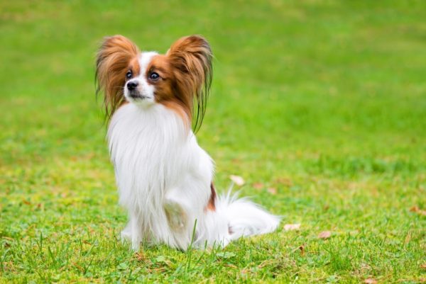 papillon dog sitting on grass