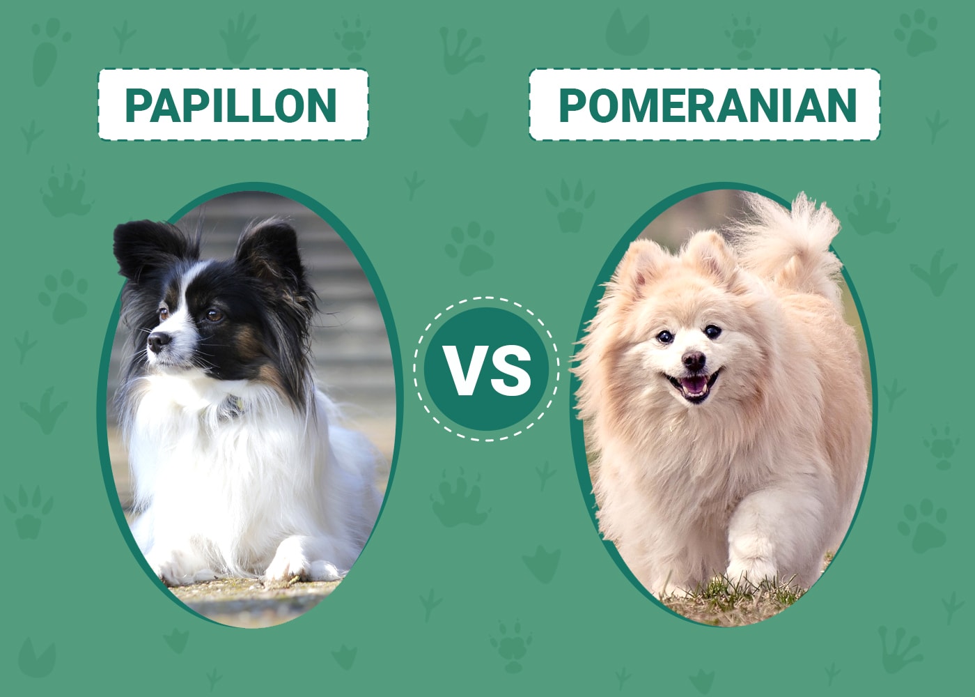 Papillon vs Pomeranian