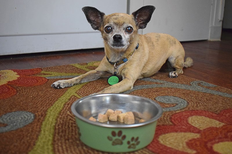 papyrus waiting to be fed with nutra complete premium dog food
