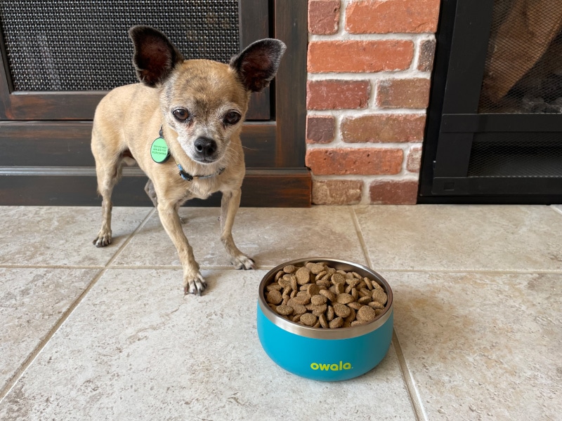 papyrus with owala pet bowl
