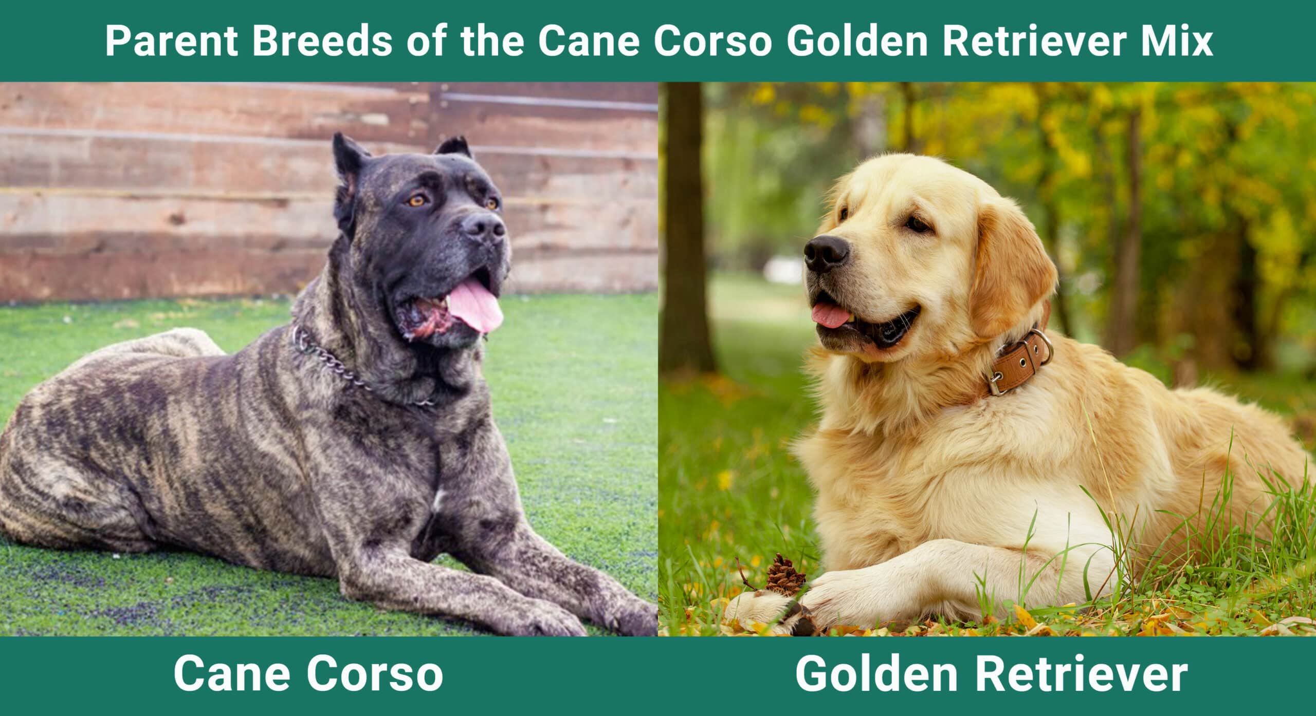 parent breeds of cane corso golden retriever mix