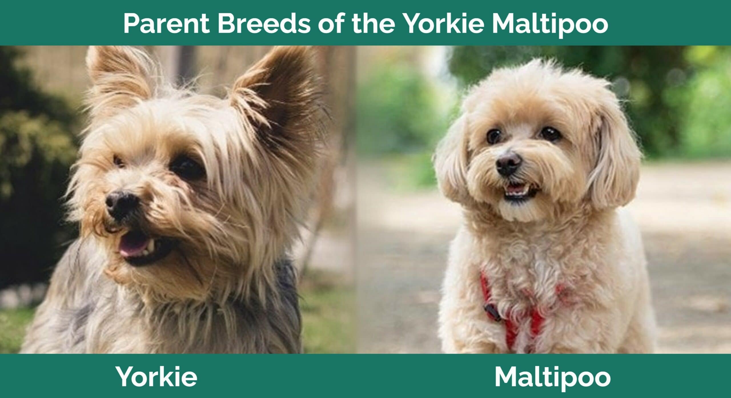 The Parents Breed of Yorkie Maltipoo: Left - Yorkie (Petra, Pixabay); Right - Maltipoo (Irsan Ianushis, Shutterstock)