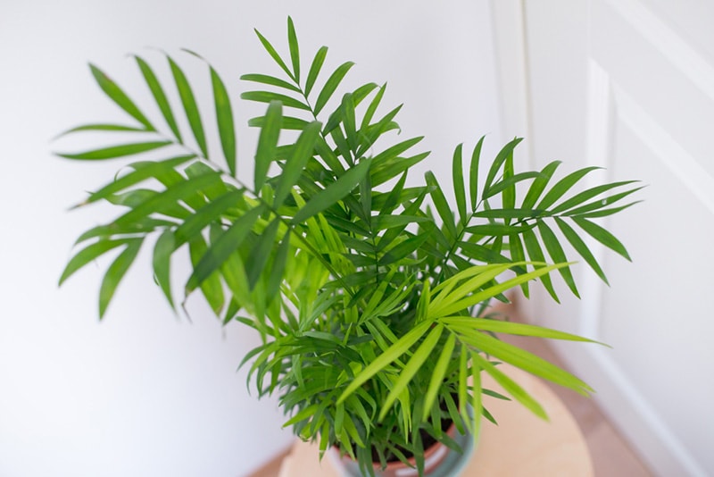 parlor palm plant