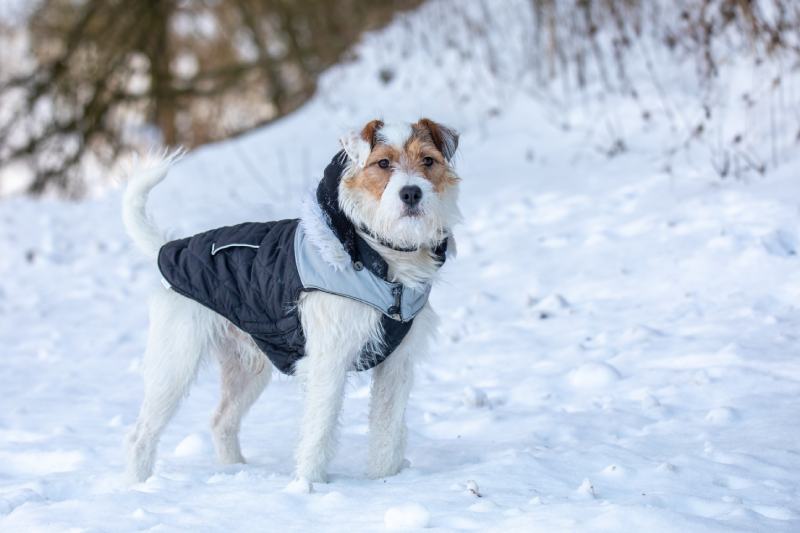 parson-russell-terrier-wearing-a-jacket-in-the-snow