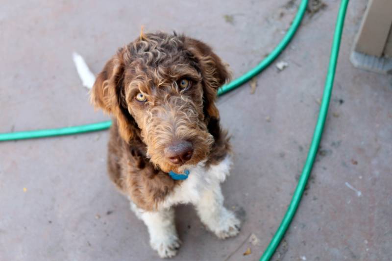 parti labradoodle dog sitting
