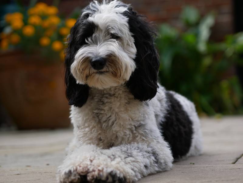 parti labradoodle laying down in a courtyard in front of flower bed