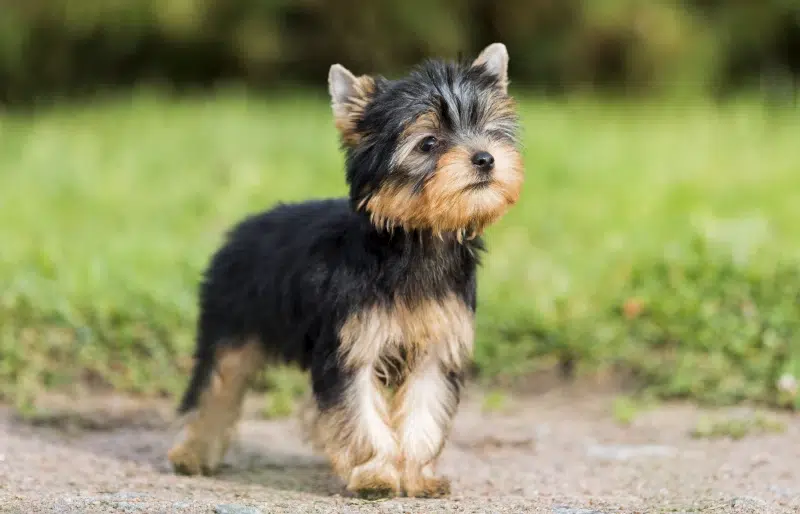 partu yorkshire terrier puppy outdoors