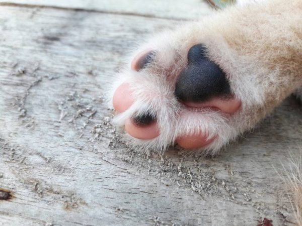 paw of a dog on the wooden floor