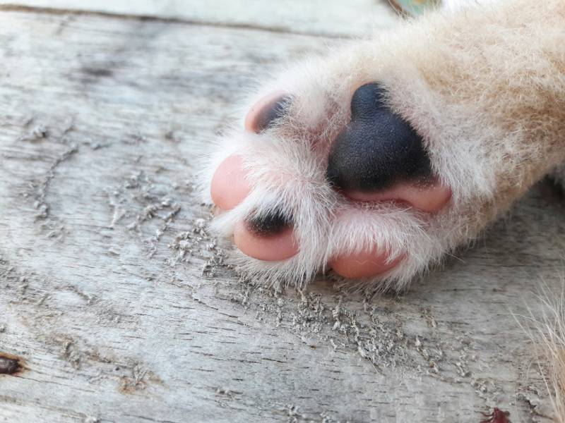 Why Do Dogs Not Like Their Paws Touched? 10 Reasons & How To Help Dogster