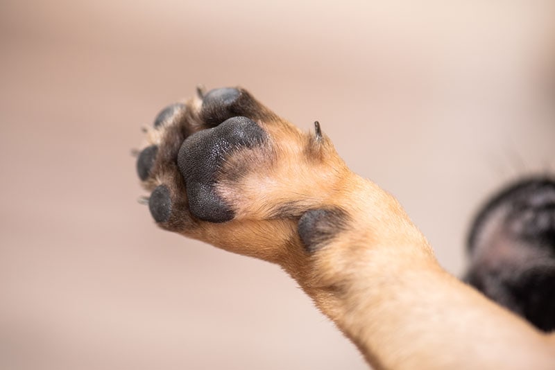 paw puny puppy French bulldog