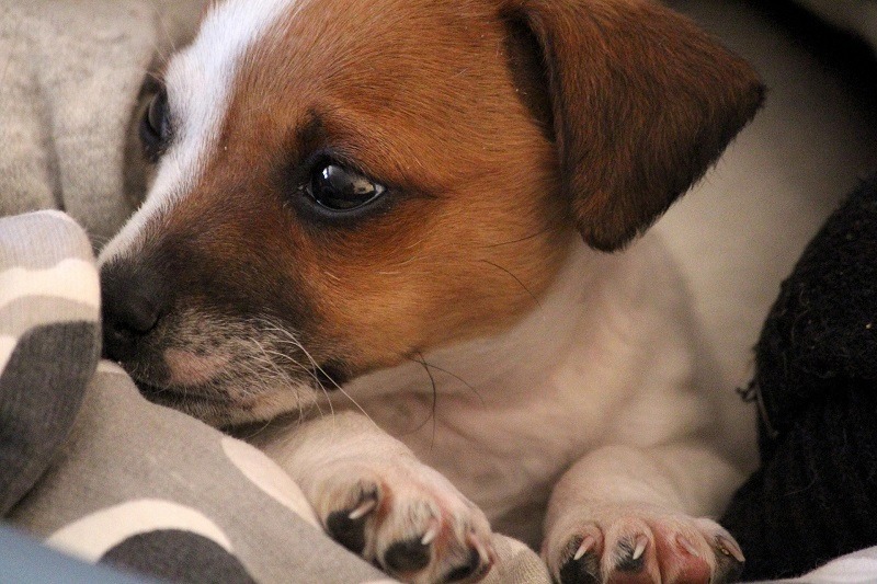 pekehund