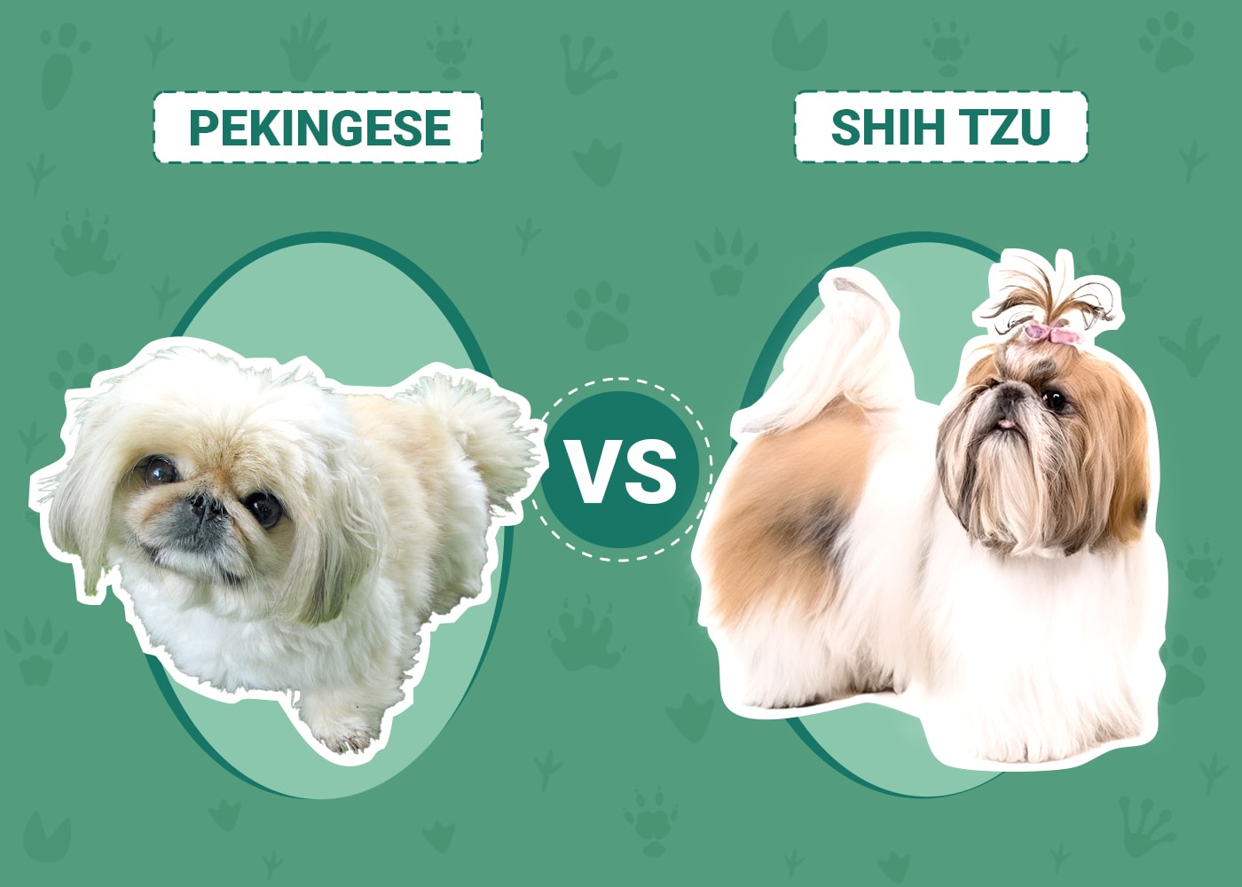 Pekingese vs Shih Tzu