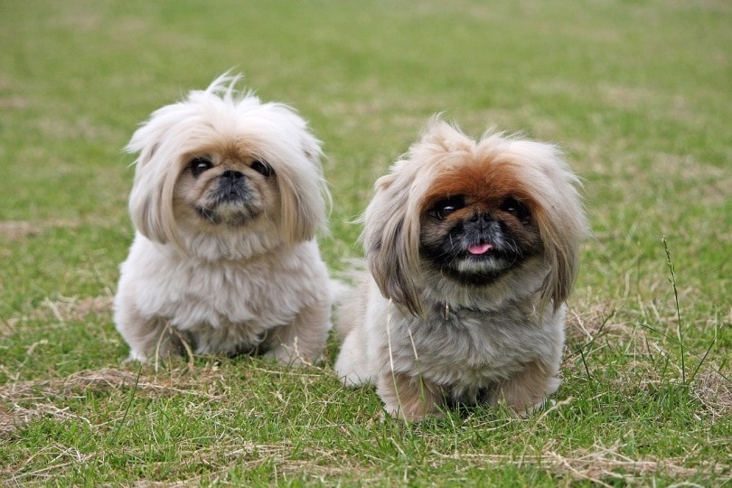 pekingese