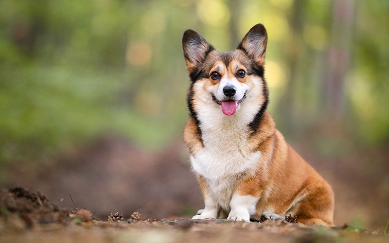 pembroke corgi with sable coat