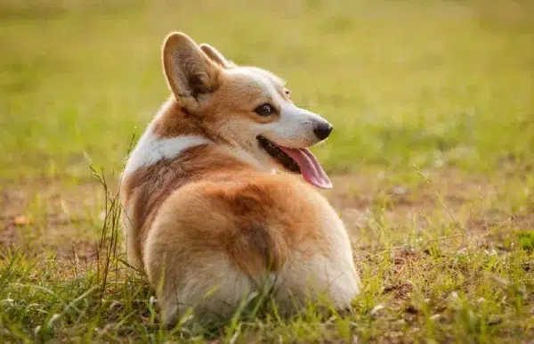 pembroke welsh corgi dog butt outdoors