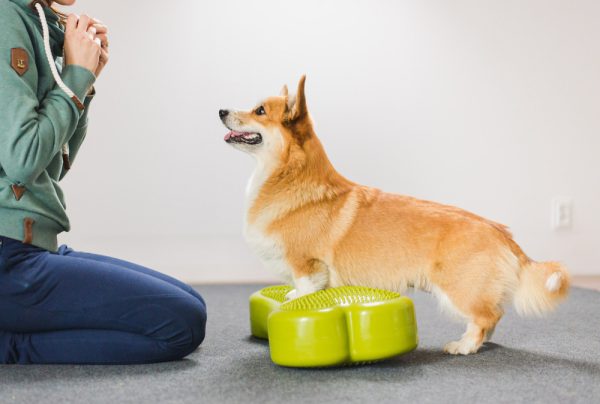 pembroke welsh corgi dog durig fitness trainig excercise on a balance disc